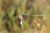 Zygaena sp. Zygaena sp.
