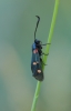 Zygaena sp. Zygaena sp.