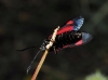 Zygaena sp. Zygaena sp.