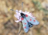Zygaena sp. Zygaena sp.