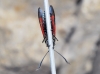 Zygaena sp. Zygaena sp.