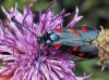 Zygaena sp. Zygaena sp.