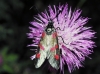 Zygaena sp. Zygaena sp.