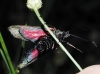 Zygaena sp. Zygaena sp.