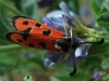 Zygaena hilaris Zygaena hilaris
