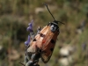 Zygaena ignifera Zygaena ignifera