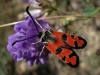 Zygaena ignifera Zygaena ignifera