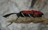 Zygaena ignifera Zygaena ignifera