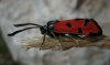 Zygaena ignifera Zygaena ignifera