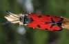 Zygaena ignifera Zygaena ignifera