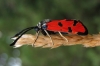 Zygaena ignifera Zygaena ignifera
