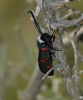 Zygaena lavandulae Zygaena lavandulae