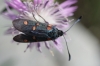 Zygaena lavandulae Zygaena lavandulae