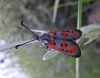 Zygaena rhadamanthus Zygaena rhadamanthus