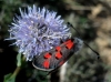 Zygaena rhadamanthus Zygaena rhadamanthus