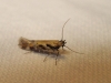 Aristotelia sp. Aristotelia sp.
