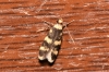 Oegoconia sp. Oegoconia sp.
