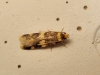 Oegoconia sp.