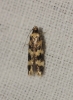 Oegoconia sp.