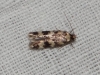 Oegoconia sp.