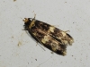 Oegoconia sp.