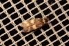 Oegoconia sp. Oegoconia sp.