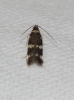 Oegoconia sp. Oegoconia sp.