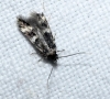 Oegoconia sp. Oegoconia sp.