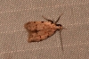 Symmoca dodecatella (Staudinger, 1859)
