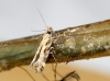 aff. Aristotelia sp. aff. Aristotelia sp.