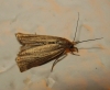 Chrysoteuchia culmella (Linnaeus, 1758)