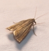 Chrysoteuchia culmella (Linnaeus, 1758)