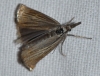 Chrysoteuchia culmella (Linnaeus, 1758)