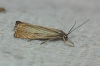Chrysoteuchia culmella (Linnaeus, 1758)