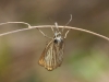 Chrysoteuchia culmella (Linnaeus, 1758)