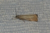 Chrysoteuchia culmella (Linnaeus, 1758)