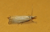 Chrysoteuchia culmella (Linnaeus, 1758)