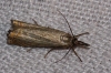 Chrysoteuchia culmella (Linnaeus, 1758)