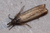 Chrysoteuchia culmella (Linnaeus, 1758)