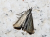 Chrysoteuchia culmella (Linnaeus, 1758)