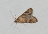 Nomophila noctuella (Denis & Schiffermüller, 1775 Nomophila noctuella (Denis & Schiffermüller, 1775