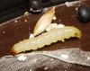Plodia interpunctella Plodia interpunctella