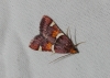 Pyralis regalis Denis & Schiffermüller, 1775 Pyralis regalis Denis & Schiffermüller, 1775