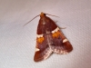 Pyralis regalis Denis & Schiffermüller, 1775 Pyralis regalis Denis & Schiffermüller, 1775