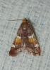 Pyralis regalis Denis & Schiffermüller, 1775 Pyralis regalis Denis & Schiffermüller, 1775