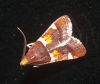 Pyralis regalis Denis & Schiffermüller, 1775 Pyralis regalis Denis & Schiffermüller, 1775