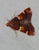Pyralis regalis Denis & Schiffermüller, 1775 Pyralis regalis Denis & Schiffermüller, 1775