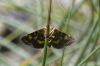 Pyrausta aurata (Scopoli, 1763)