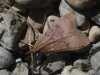 Uresiphita gilvata (Fabricius, 1794)