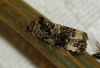 Endothenia marginana Endothenia marginana